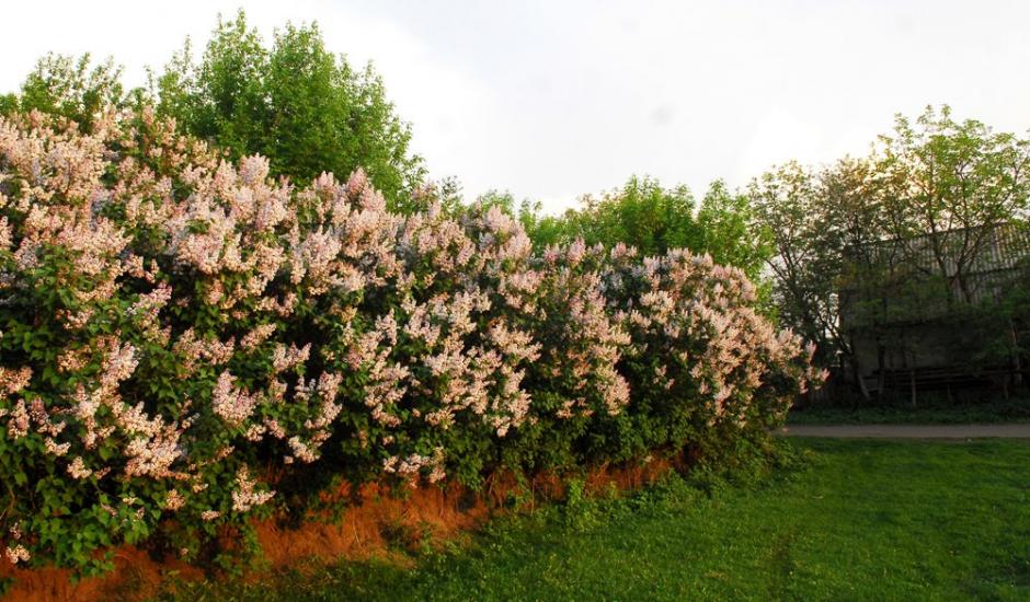 Затиша з panoramio.com - Затиша