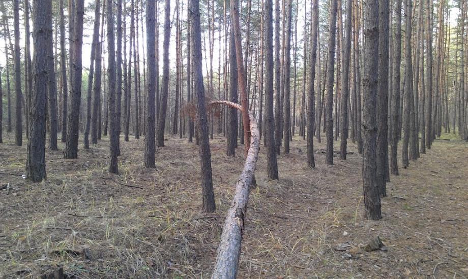 Задонецьке з panoramio.com - Zadonetske