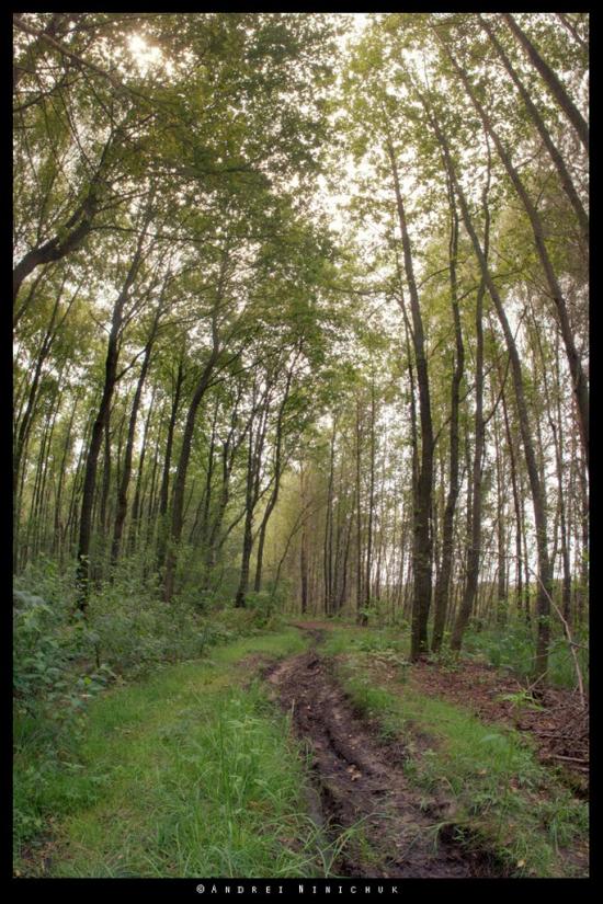 Піски-Річицькі з panoramio.com - Піски-Річицькі