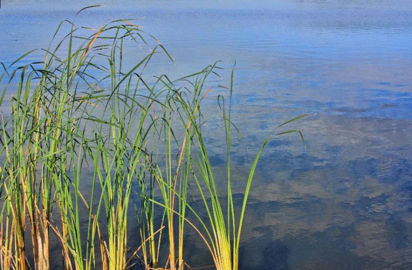 Івано-Франкове з panoramio.com - Ивано-Франково