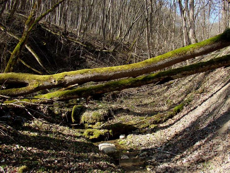 Кринцілів з panoramio.com - Кринцілів