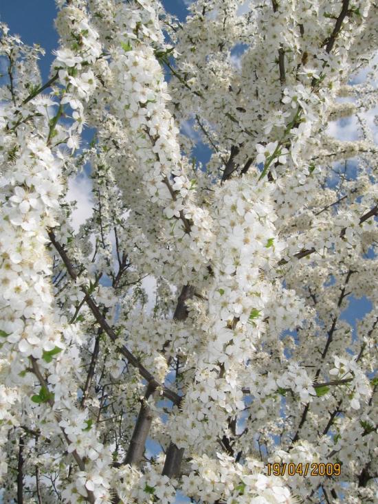 Перевозець з panoramio.com - Перевозец