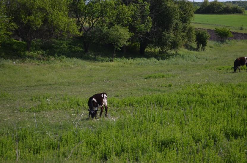 Лікарівка з panoramio.com - Likarivka