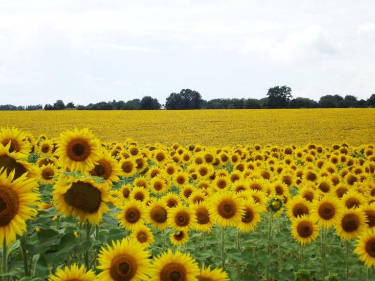 Романівка з panoramio.com - Romanivka