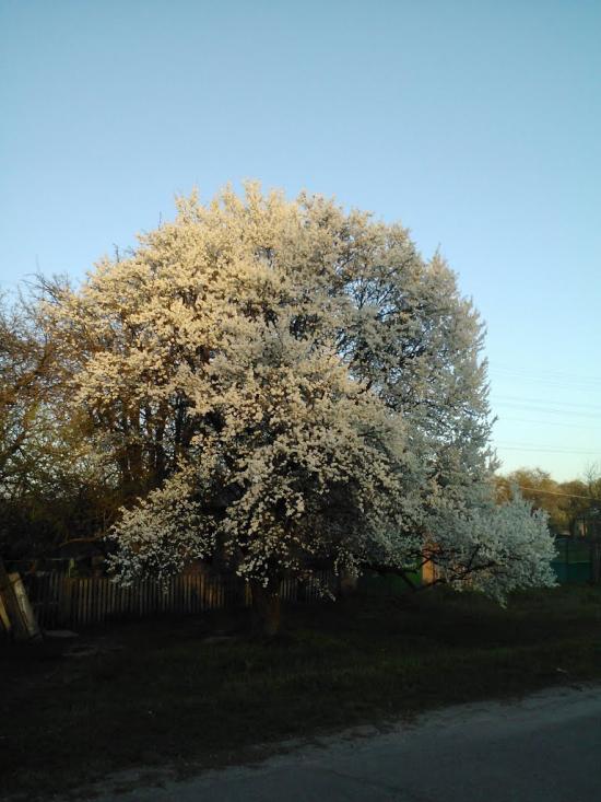 Білики з panoramio.com - Белики
