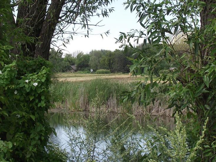 Розаліївка з panoramio.com - Розаліївка