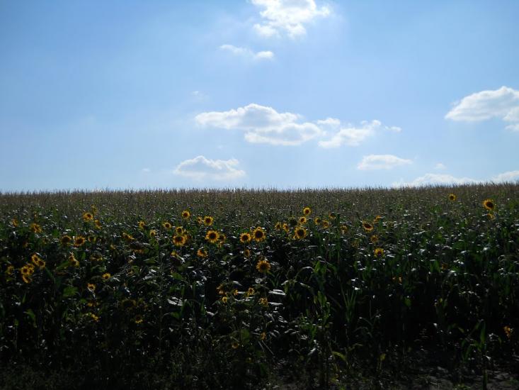 Кошляки з panoramio.com - Кошляки