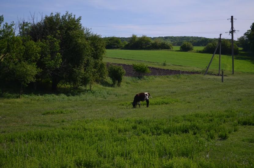 Лікарівка з panoramio.com - Лікарівка