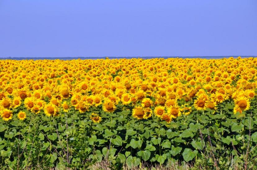 Ропотуха з panoramio.com - Ропотуха