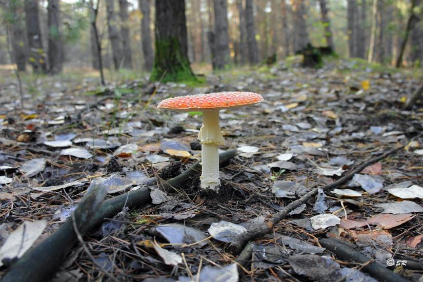 Шульгівка з panoramio.com - Шульговка