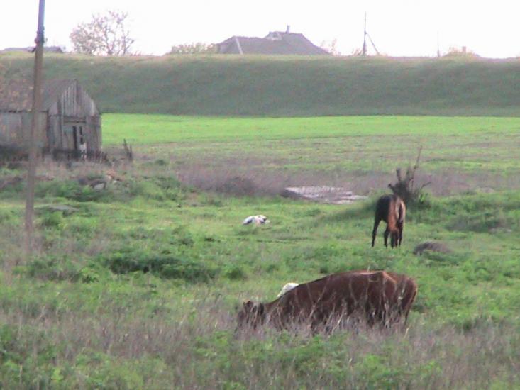 Сиваське з panoramio.com - Сивашское