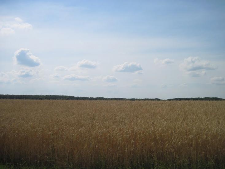 Шевченкове з panoramio.com - Шевченковое