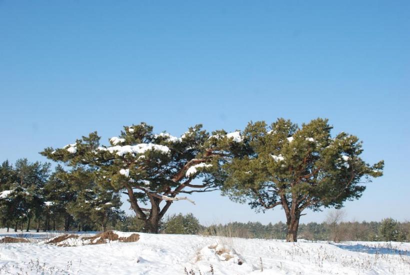 Баловне з panoramio.com - Баловное