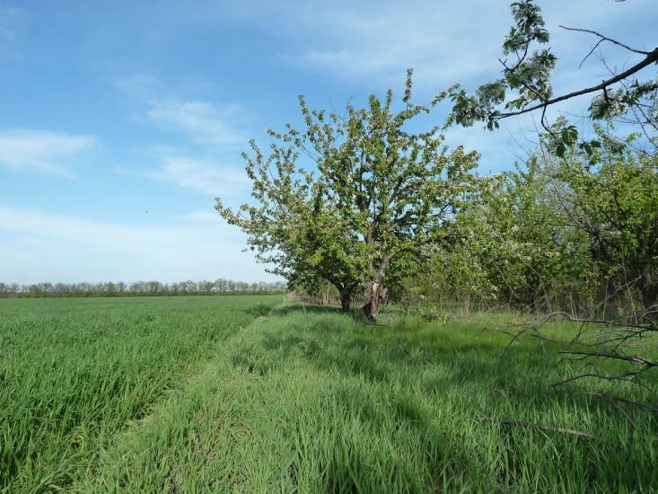 Володимирівка з panoramio.com - Владимировка