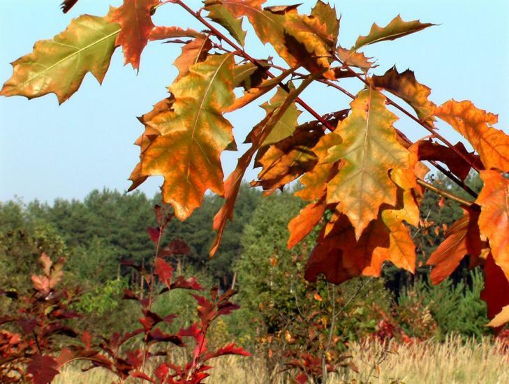 Масківці з panoramio.com - Масковцы