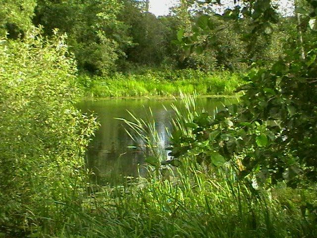Медведівка з panoramio.com - Медведівка