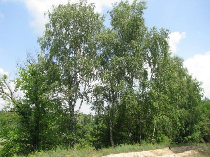 Троянівка з panoramio.com - Трояновка