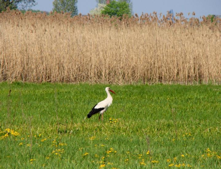 Зимне з panoramio.com - Зимнее