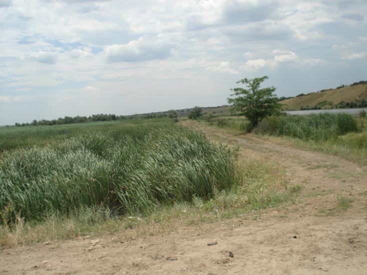 Новотимофіївка з panoramio.com - Новотимофіївка