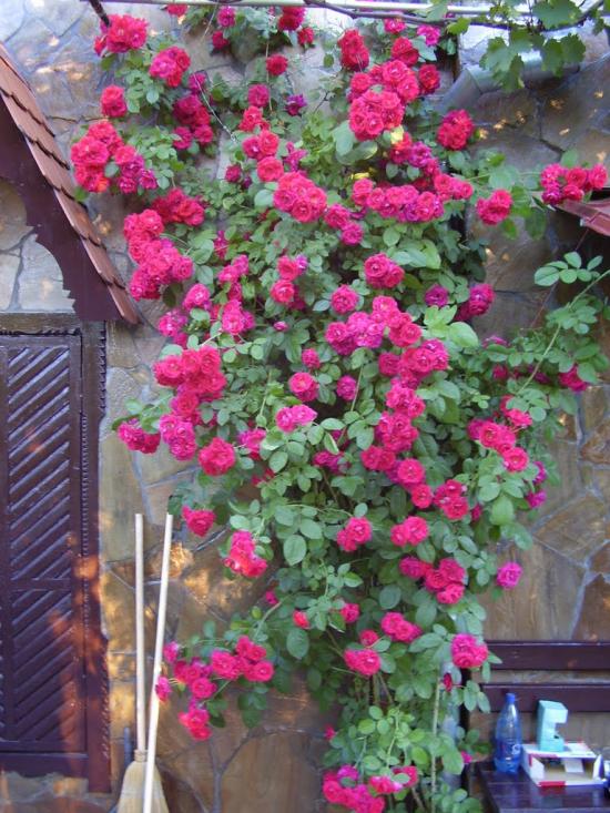 Болгарка з panoramio.com - Болгарка