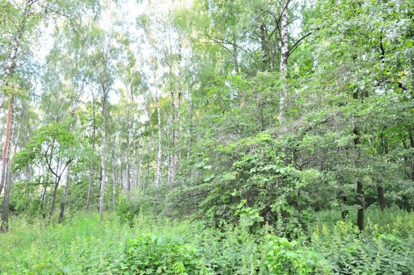 Чубинське з panoramio.com - Чубинское