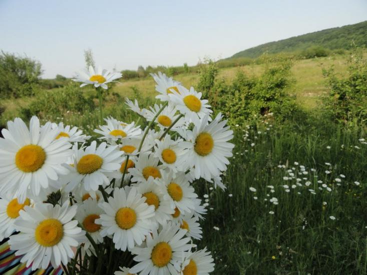 Перевозець з panoramio.com - Перевозець