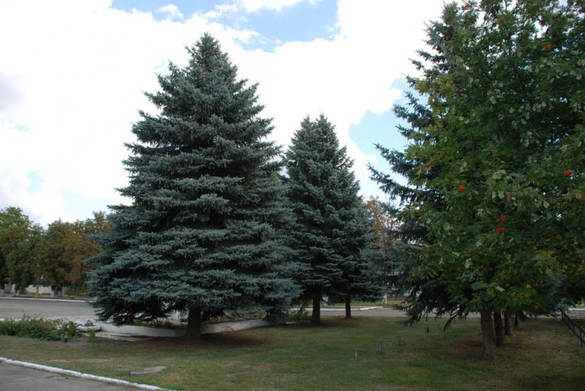 Золочів з panoramio.com - Золочів