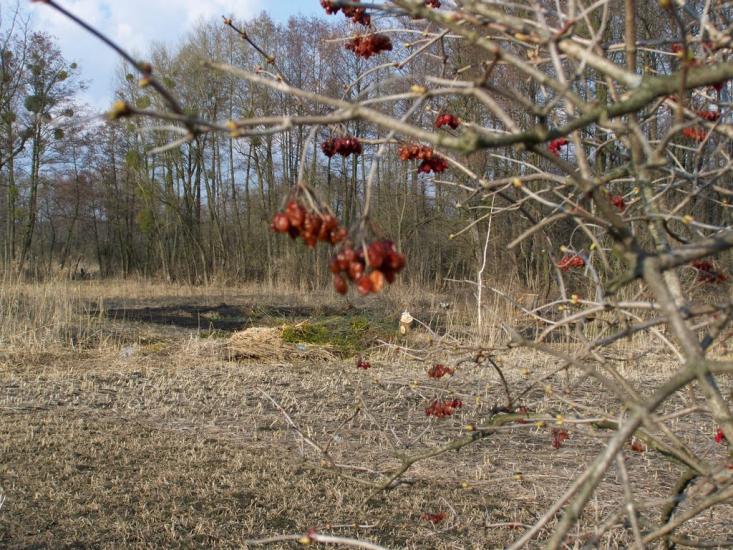 Синява з panoramio.com - Synyava