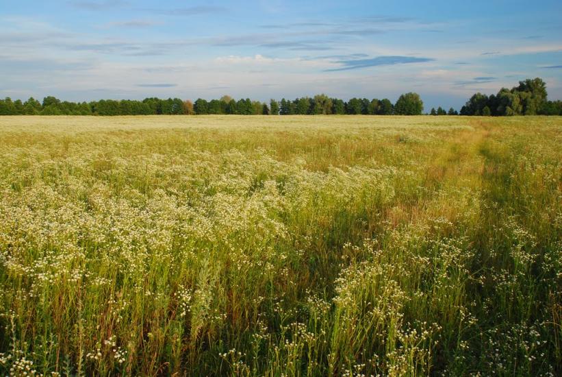 Вітрівка з panoramio.com - Вітрівка