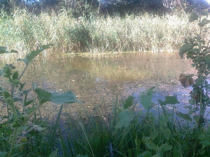 Кутузівка з panoramio.com - Кутузівка