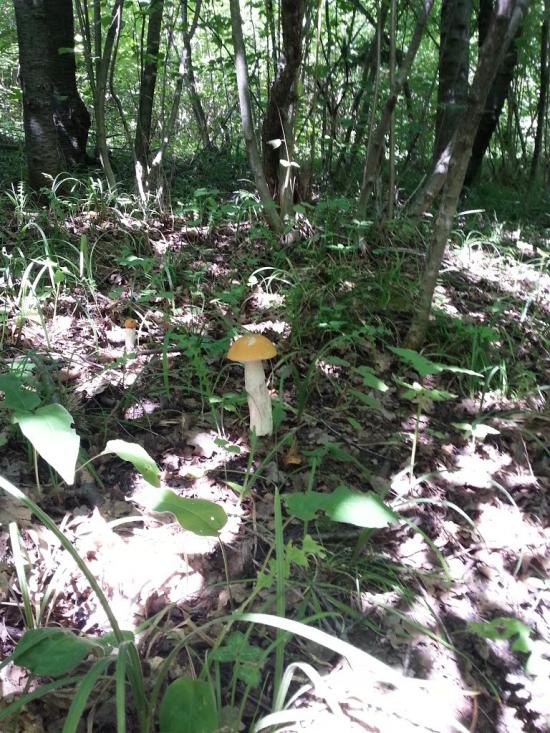 Копачівка з panoramio.com - Копачівка