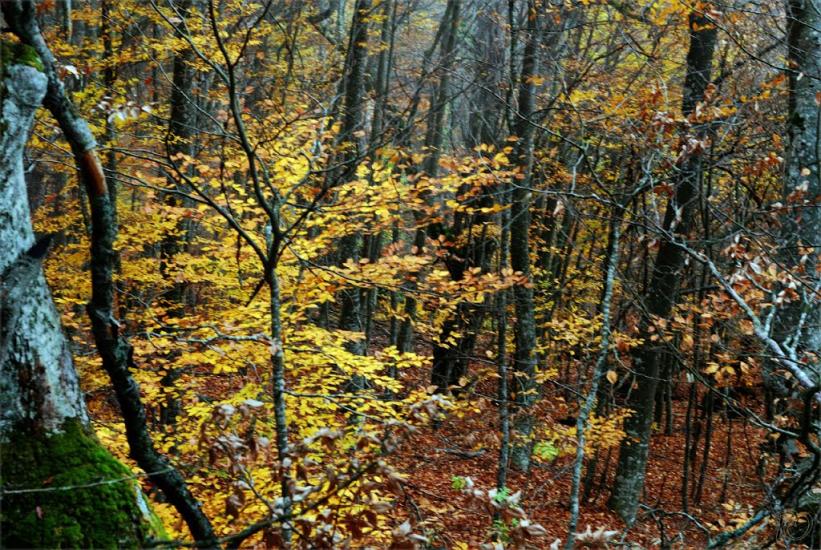 Поворотне з panoramio.com - Поворотное