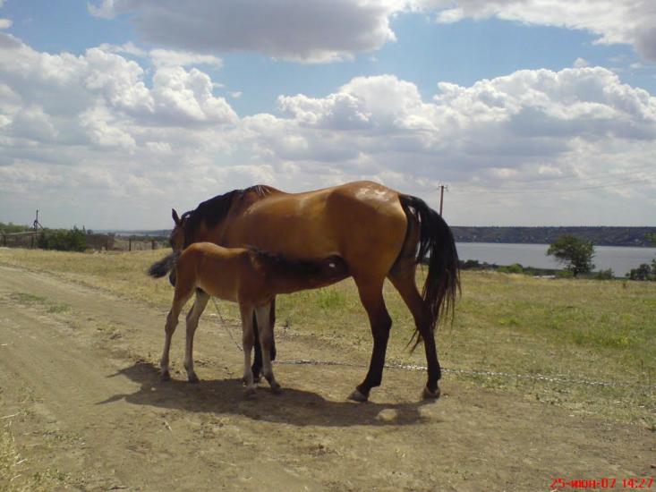 Блонське з panoramio.com - Блонське