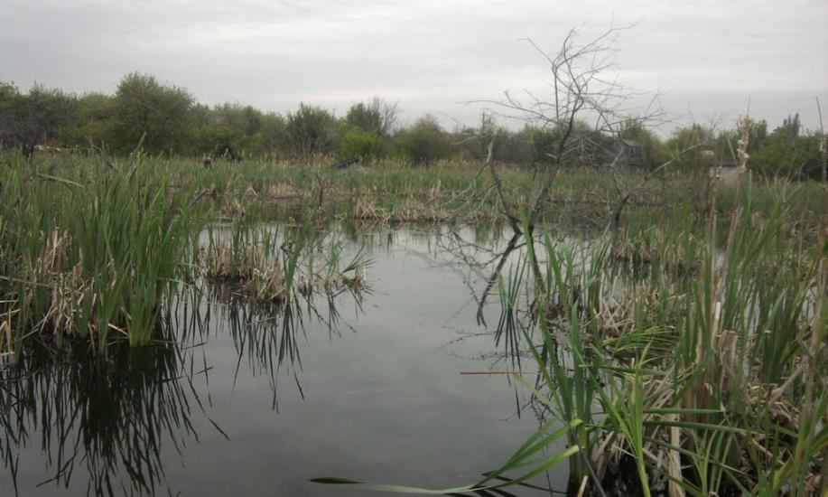 Грибовиця з panoramio.com - Грибовиця