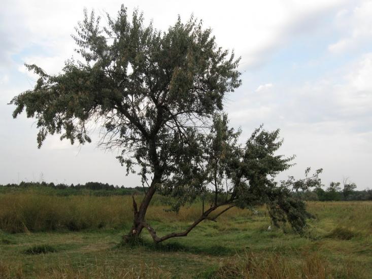 Раденськ з panoramio.com - Radensk