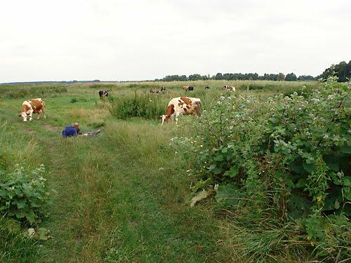 Волошинівка з panoramio.com - Волошинівка