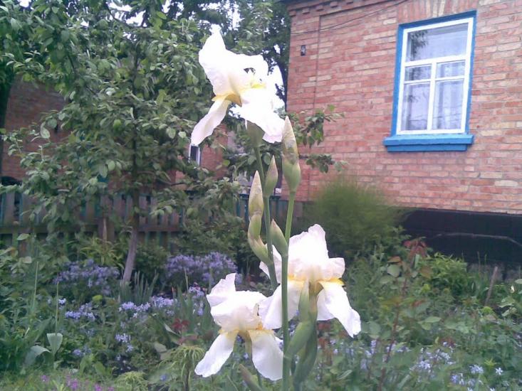 Городище з panoramio.com - Городище