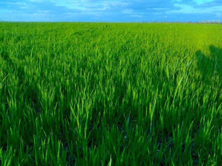 Мачухи з panoramio.com - Мачухи