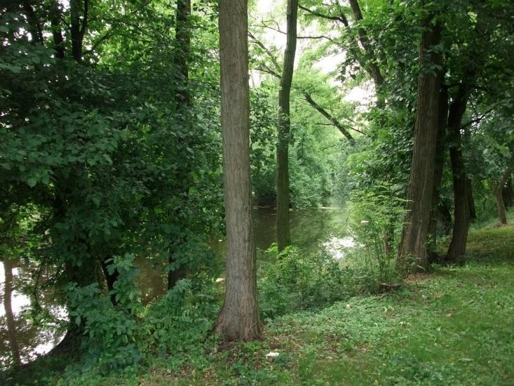Чома з panoramio.com - Чома