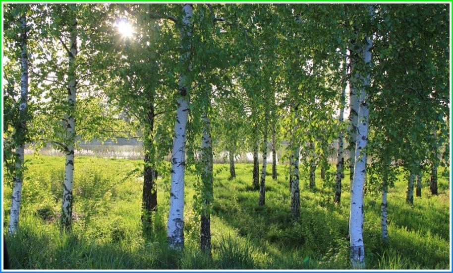 Волошинівка з panoramio.com - Волошинівка