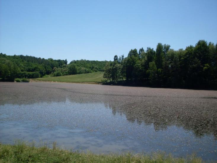 Шура-Бондурівська з panoramio.com - Шура-Бондурівська