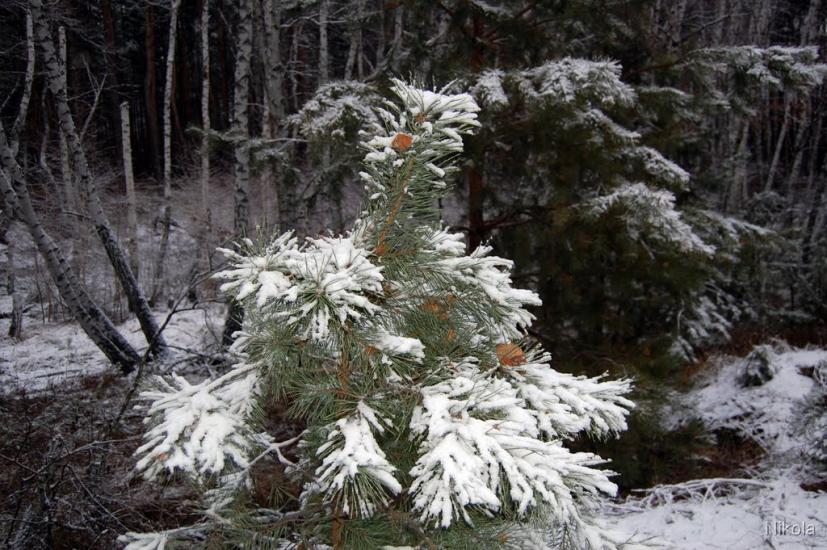 Воронове з panoramio.com - Воронове