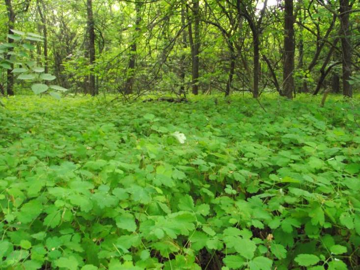 Приморське з panoramio.com - Приморское