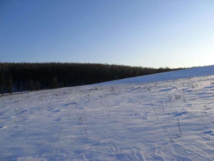 Польова з panoramio.com - Полевая