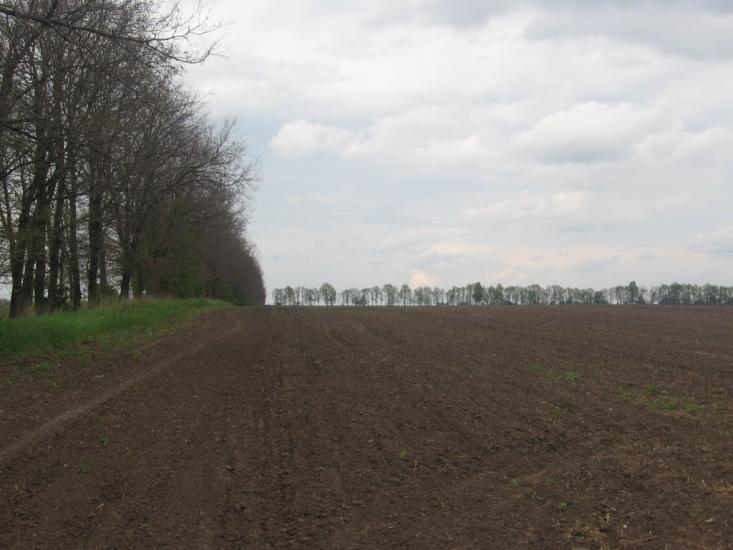 Товстоліс з panoramio.com - Товстоліс