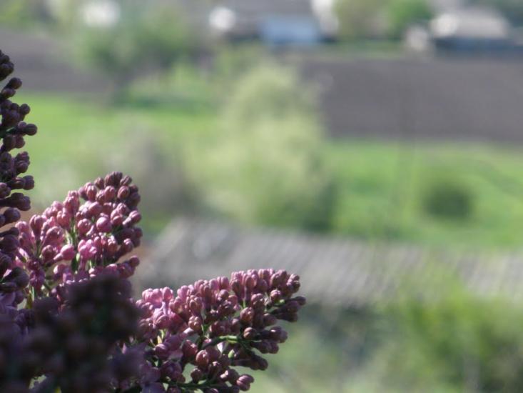 Нехвороща з panoramio.com - Нехвороща