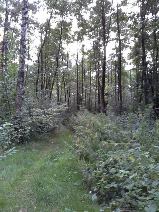 Скригалівка з panoramio.com - Скригалівка