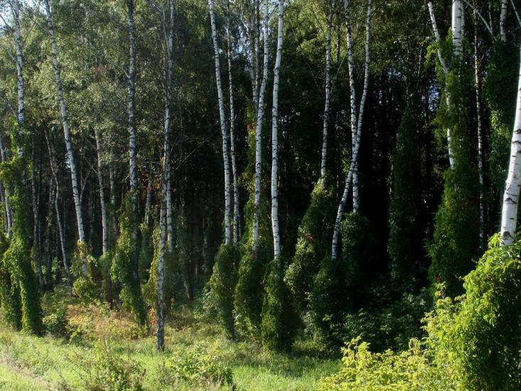Проліски з panoramio.com - Prolisky