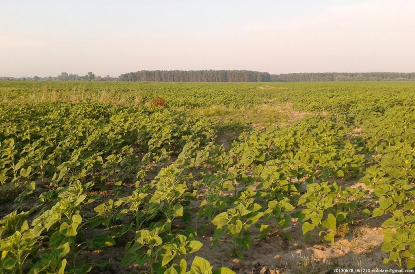 Бурківка з panoramio.com - Бурківка