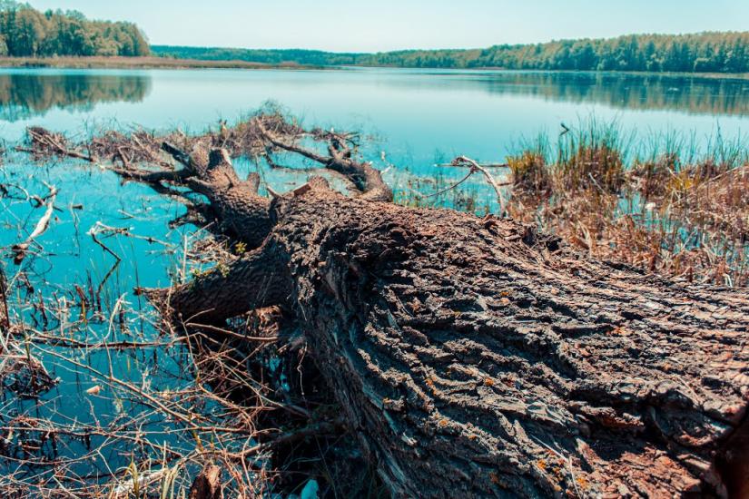 Корюківка з panoramio.com - Корюковка